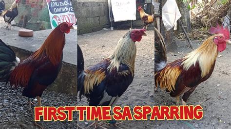 Buy Texas Panabong Manok online .